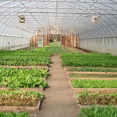 Dome Shape Greenhouse