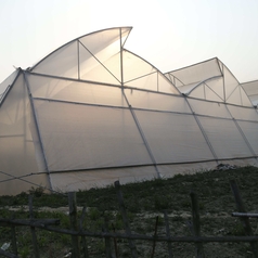 Top Ventilated Green House